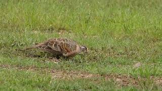 Male Common Bronzewing [upl. by Lamoureux]