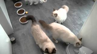 02042016 Chatons Sacré de Birmanie Chatterie des Bibounets Sacrés [upl. by Hameerak514]