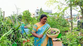 మా terrece garden 🏡🪴 లో కొన్ని రకాల కూరగాయలు కోసుకున్నానుvegetables harvest in Telugu skylabs [upl. by Fahey]