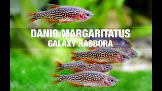 Celestial Pearl Danio Care Guude margaritatus  Galaxy Rasbora [upl. by Hamlin776]