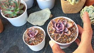 WHY ARE THESE LEAVES GETTING BLACK SPOTS  SUCCULENT CARE TIPS [upl. by Gitel171]