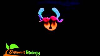 Topoisomerase ii animation [upl. by Ramoh562]