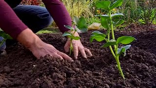 Cultivar habas guisantes y ajos en otoño  Bricomanía  Jardinatis [upl. by Jordanna]