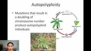 Sympatric Speciation via Polyploidy [upl. by Ytsihc]