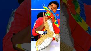 RC remote control Eagle Vs parrot testing viralvideo eagle parrot [upl. by Prouty]