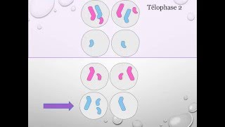 Les anomalies de la meiose [upl. by Nosliw]