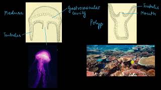 Phylum Cnidaria  Animal kingdom  Biology  Khan Academy [upl. by Rimat]