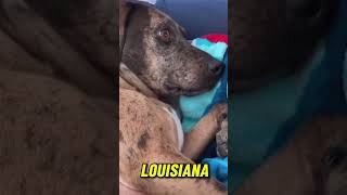 Catahoula Leopard Dog History Fact 2 Watch the full video dog shortvideo viral [upl. by Norahs]