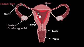 Female reproductive system  Reproduction  Biology class 10  Khan Academy [upl. by Fugazy]