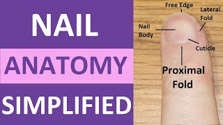 Nail Anatomy and Physiology Structure Lunula Eponychium Hyponychium Free Edge Cuticle [upl. by Navnod]