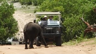 Angry baby Elephant practice to attack tourist car Listen to the herd trumpeting [upl. by Eijneb]