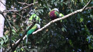 Wompoo Fruit Dove  calling with mate [upl. by Skolnik]