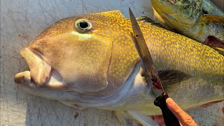 Cleaning GIANT Tilefish [upl. by Deidre]