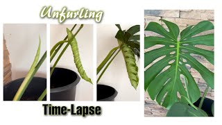 Monstera Deliciosa New Leaf Unfurling 10days Timelapse shorts [upl. by Aslam577]