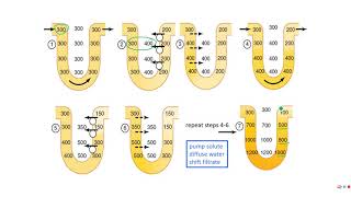 PE 220  Lecture 1213  Countercurrent multiplier and exchanger [upl. by Oisinoid]