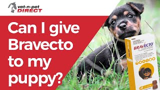 Can I give Bravecto to my puppy [upl. by Dyer]