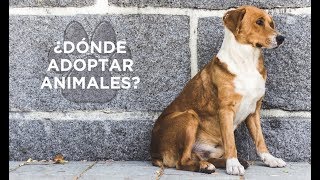 ¿DÓNDE ADOPTAR ANIMALES EN LA CDMX [upl. by Letsyrc]