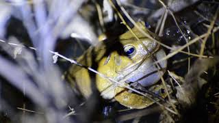 Sapo ferreiro Hypsiboas faber [upl. by Mahmoud360]