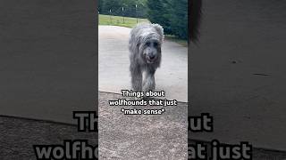 Things about wolfhounds that JUST MAKE SENSE 😅 irishwolfhound [upl. by Enamart]