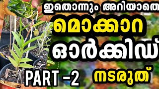 Epidendrum Orchid repotting Epidendrum ഇങ്ങനൊന്ന് നട്ടുനോക്കൂ💯💯 Orchid careeasy repotting [upl. by Nirrok]