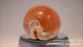 Lyncina aurantium Gmelin 1791 Golden cowrie 黃金寶螺  Cypraeidae HD video 1080p 360º [upl. by Haimarej]