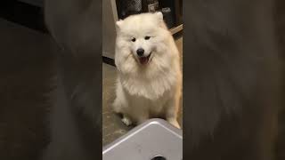 Samoyed talking [upl. by Zednanref778]