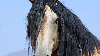 Wild Mustangs PBS Documentary Untamed Legacy [upl. by Junie]