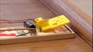 Victor Easy Set Mouse Trap [upl. by Burdelle]