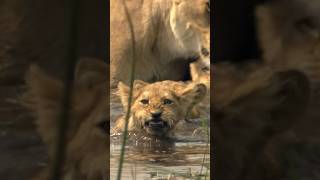 For lions in Botswanas Okavango Delta water crossings are a part of everyday life [upl. by Ida]