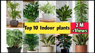 Best Indoor Plants India  Best Indoor Plants for Clean Air  Top 10 Indoor plants in India [upl. by Sorenson679]