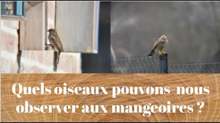 Quels oiseaux pouvonsnous observer aux mangeoires   Découverte des oiseaux [upl. by Xenophon]