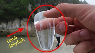 Ctenophora  Comb Jelly Bioluminescent Comb Jellyfish  Full HD 1080p [upl. by Nnairahs]