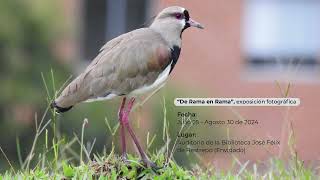 Avefría tero  Vanellus chilensis cayennensis [upl. by Vareck]