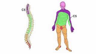 Physical Examination of the Spine [upl. by Launam]