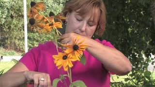 How to Grow Rudbeckia [upl. by Hay]