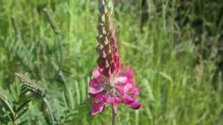 Sainfoin  Esparsetten [upl. by Anrim]