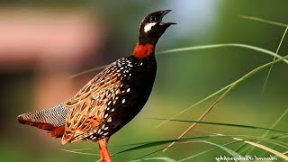 Black francolin Francolinus francolinus sound Call and song [upl. by Joeann]