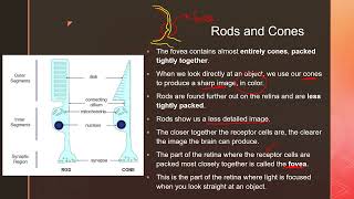 Coordination and Response Part II  igcse prasannalc biology [upl. by Wieche]