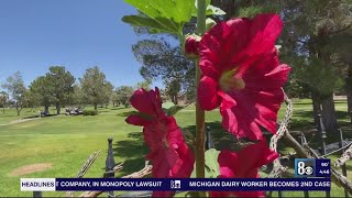 Hollyhocks Meet the official flowers of Boulder City [upl. by Bringhurst]