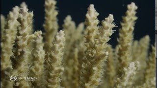 How Corals Eat Coral Polyps Feeding [upl. by Los]