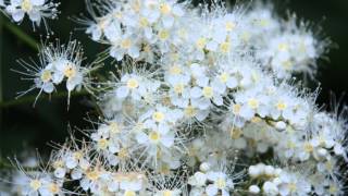 Sorbaria tomentosa var angustifolia Kashmir False Spiraea [upl. by Darooge383]