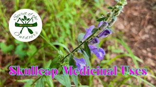 Skullcap Medicinal Uses [upl. by Chafee]