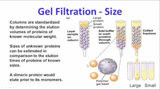 Protein Purification and Characterization 2014 [upl. by Edythe765]