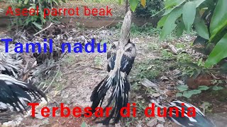 video 76 ayam aseel parrot beak Tamil nadu [upl. by Aisinut687]