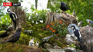 🔴247 LIVE Cat TV Birds for Cats to Watch😺 Garden Feeder 4K [upl. by Asirrom]