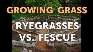 Ryegrasses Vs Fescue [upl. by Adela]