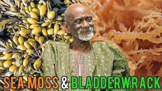 Dr Sebi Talks Sea Moss and Bladderwrack Benefits [upl. by Sorazal891]