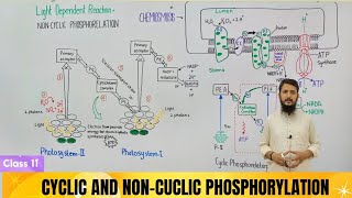 Light dependent reactions  Non cycle and cycle phosphorylation  chemiosmosis [upl. by Aker865]