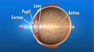 How the Eye Works [upl. by Seyler161]