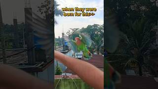 Mini vlogs with birds 🦜 birds minivlog petsvlog familyvlog birdslover petslover [upl. by Anderson]